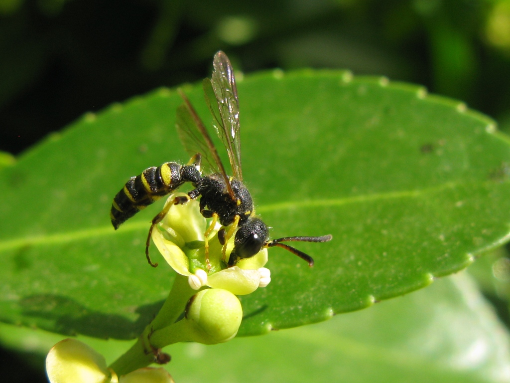 Cerceris sp. (Crabronidae)